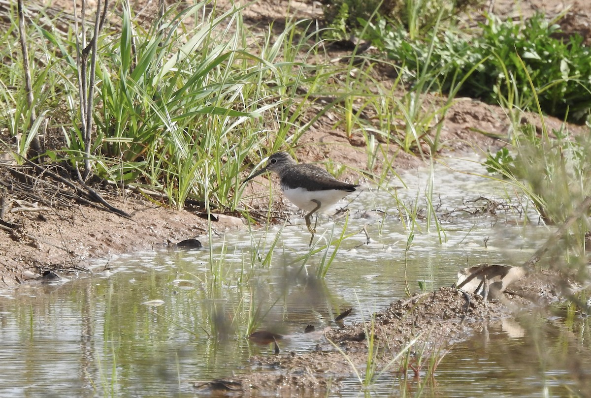 Green Sandpiper - ML542993361