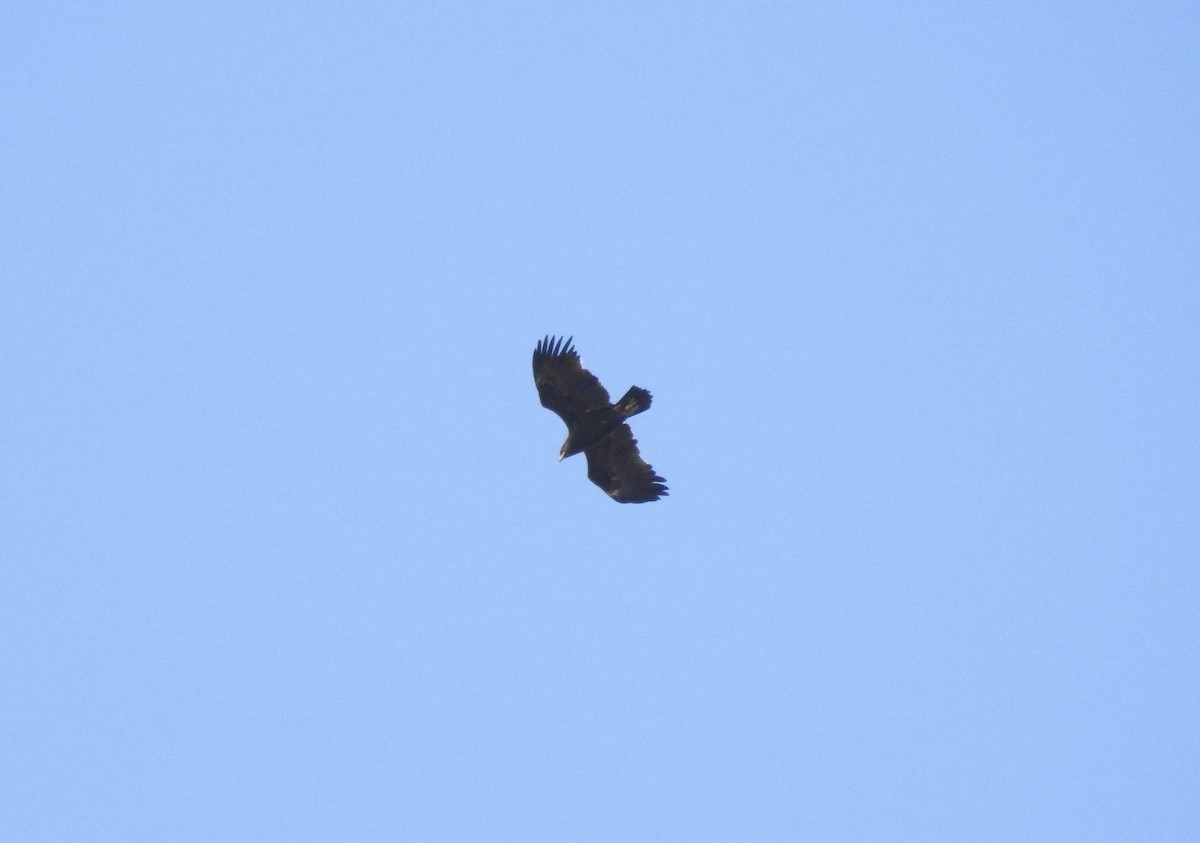 Greater Spotted Eagle - ML542993401