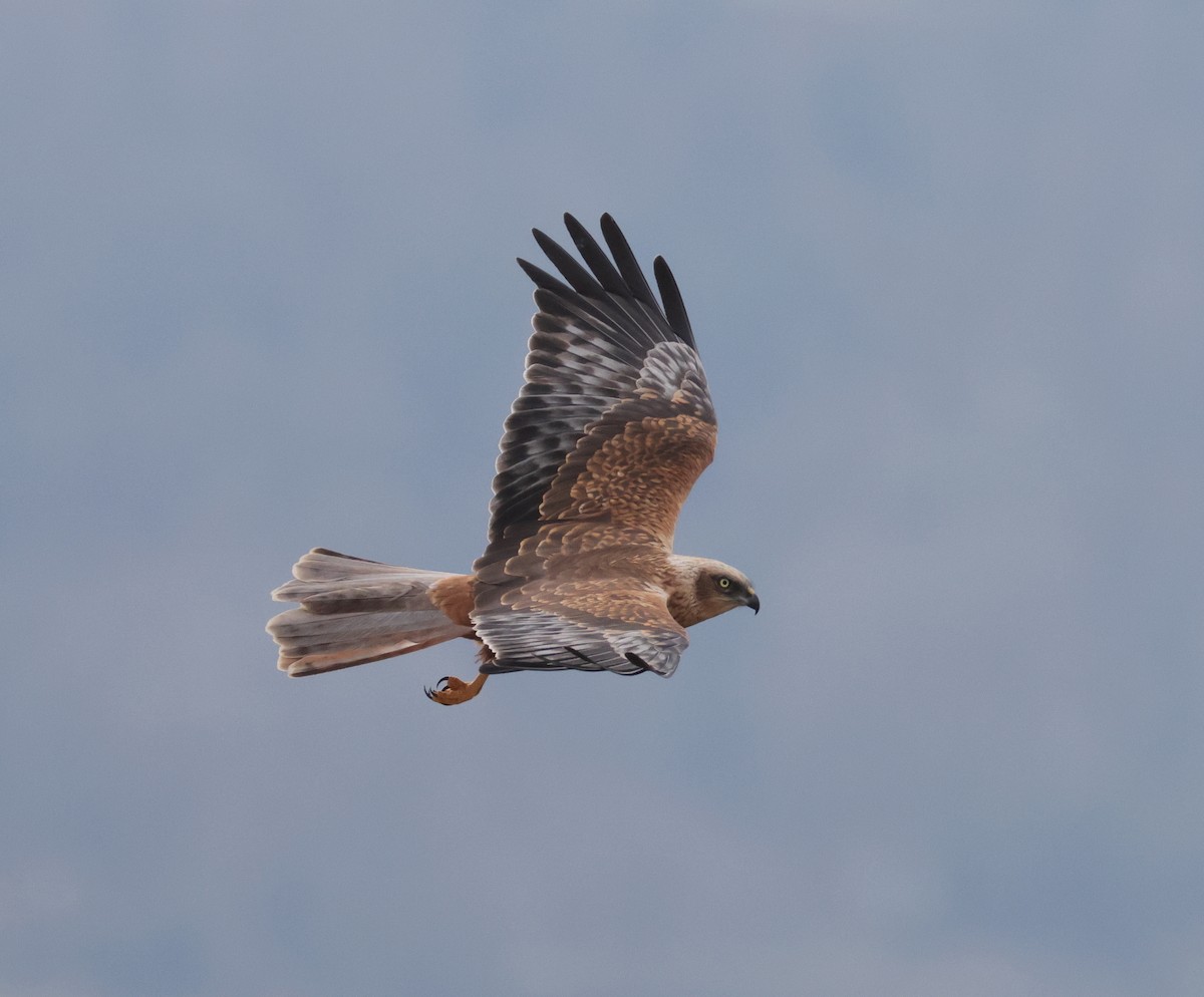 Western Marsh Harrier - ML542993491