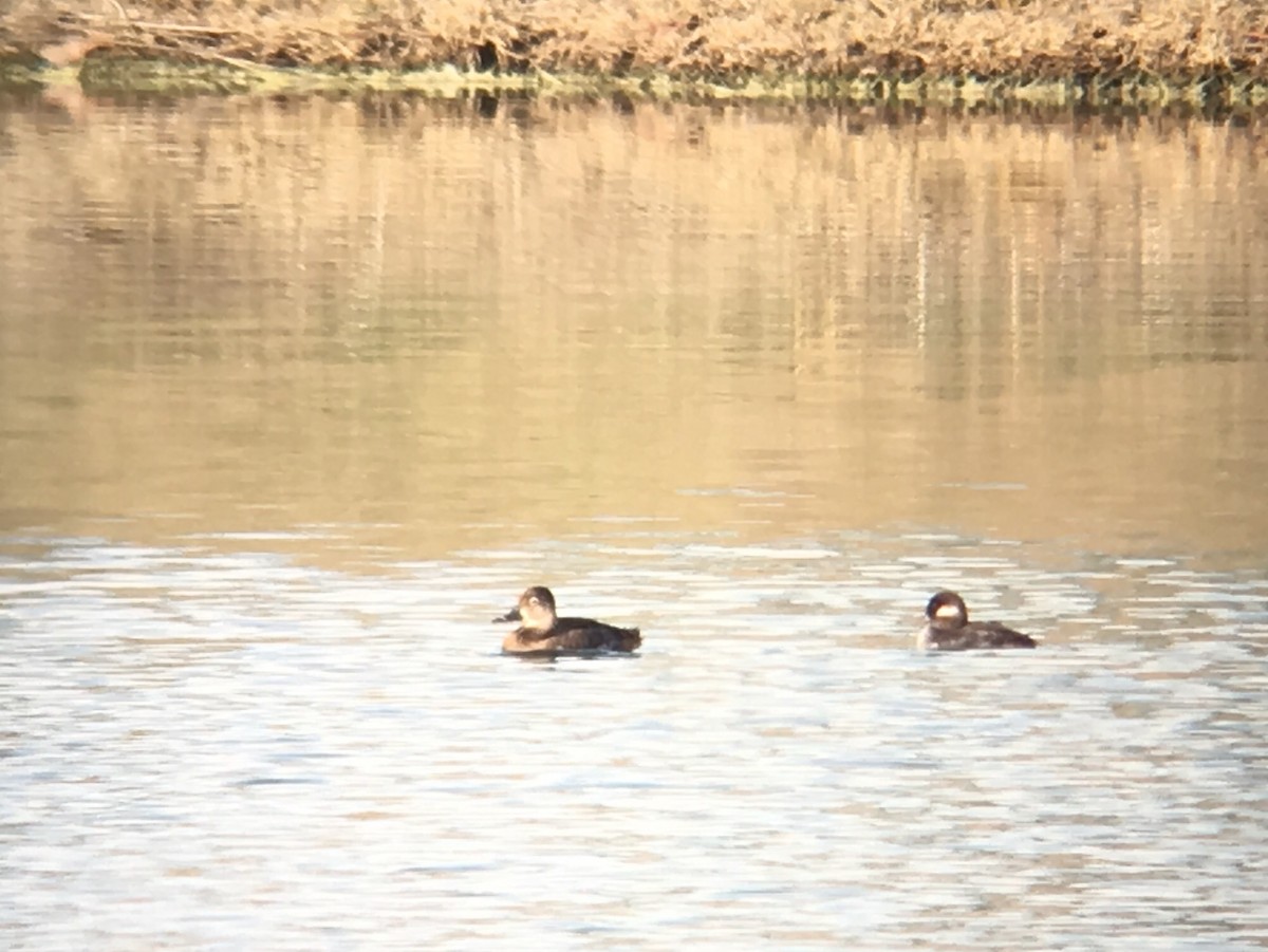 Ring-necked Duck - ML54299351