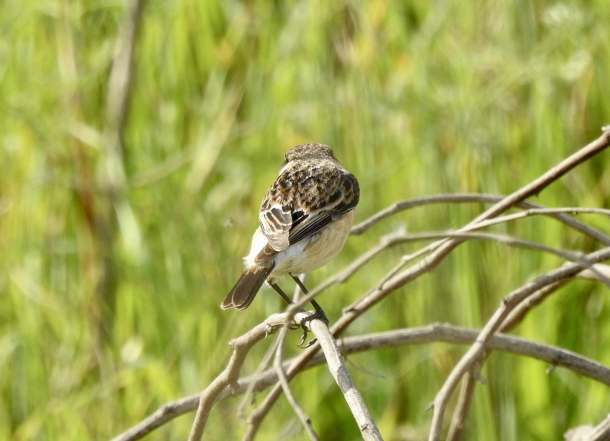 Siberian Stonechat - ML542993511