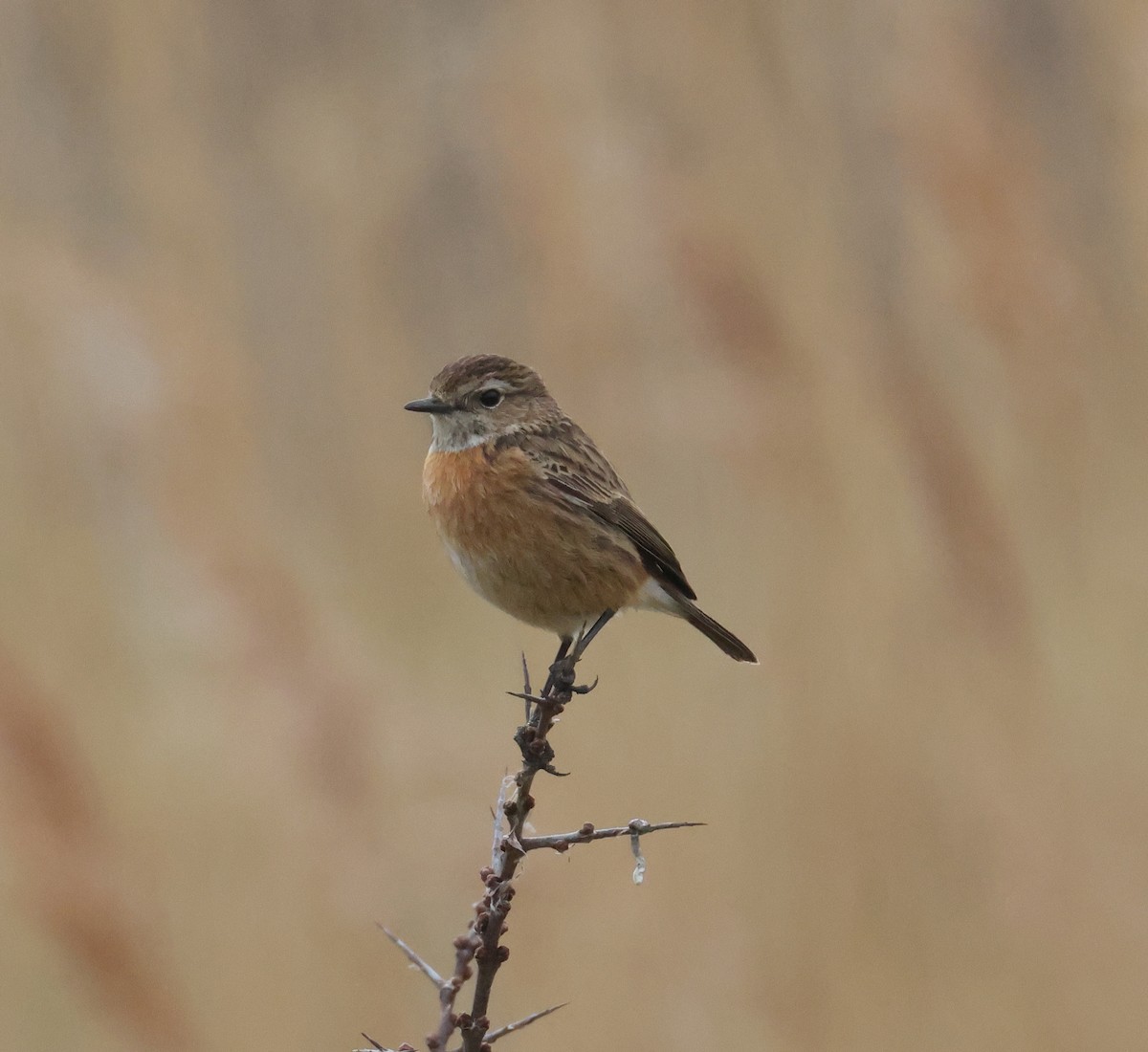 European Stonechat - ML542993821