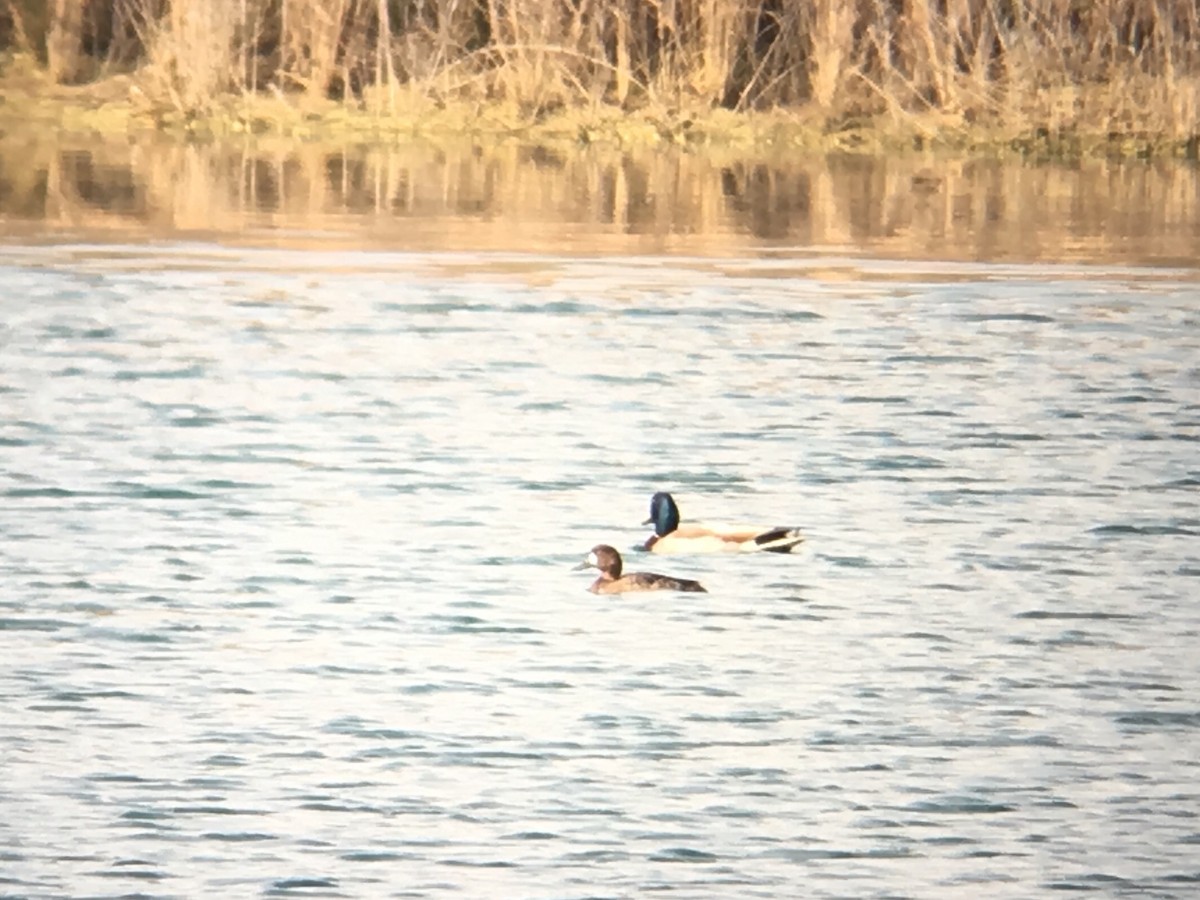 Greater Scaup - ML54299421
