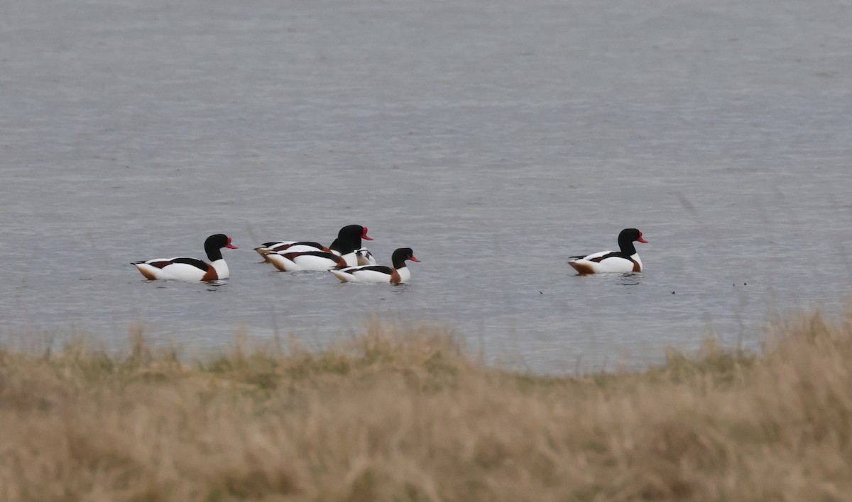 Common Shelduck - ML542994321