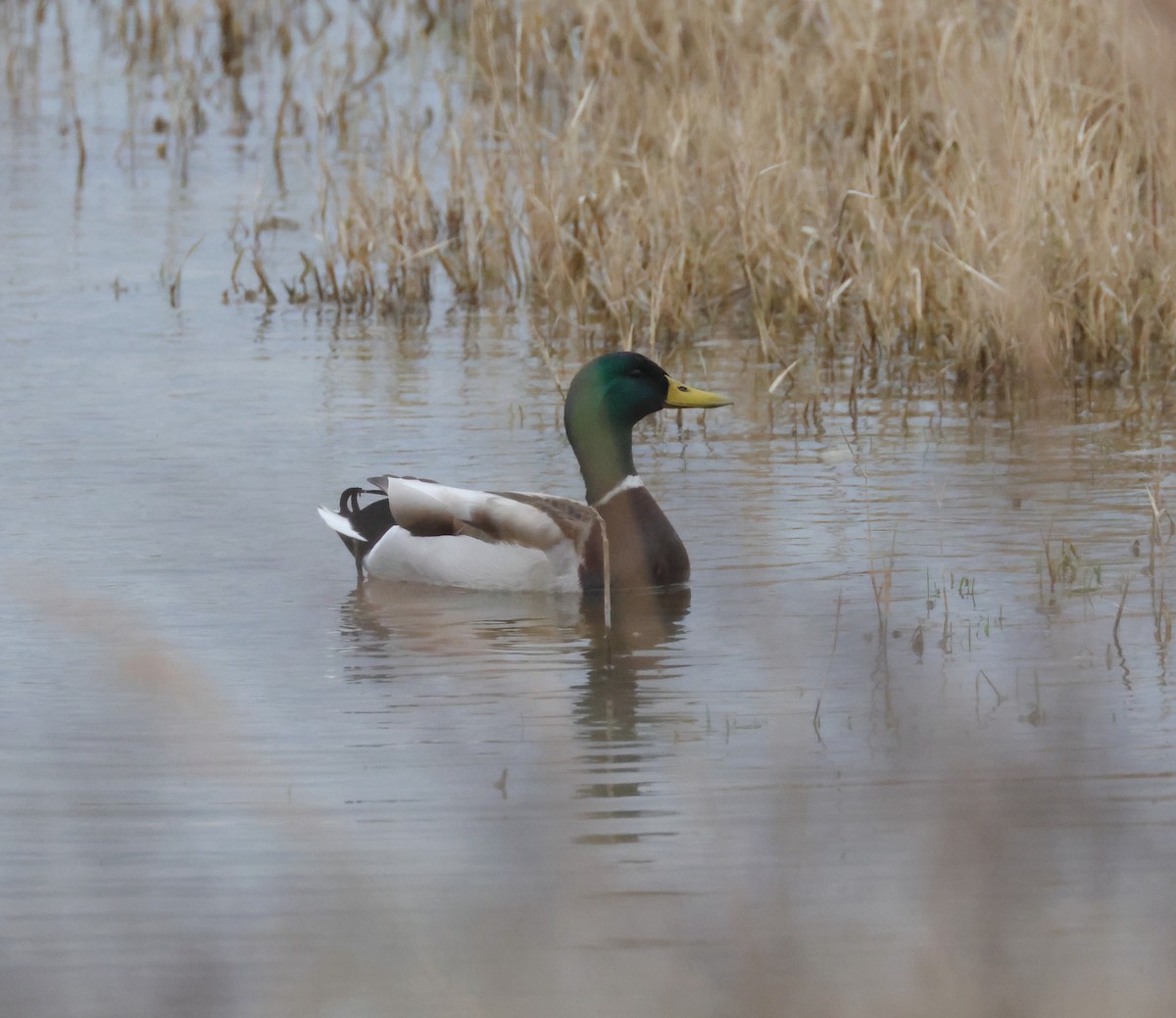 Canard colvert - ML542994471