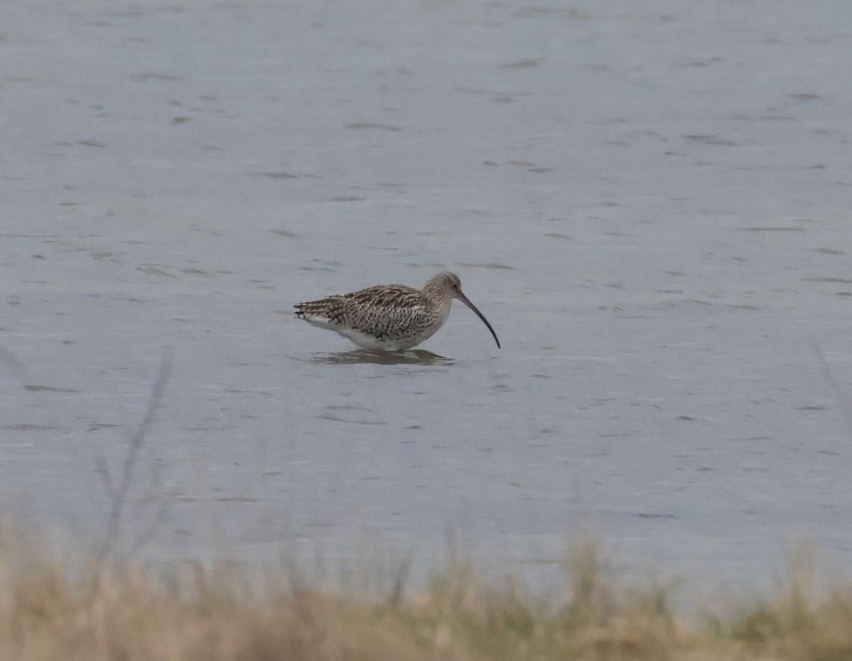 Eurasian Curlew - ML542994581