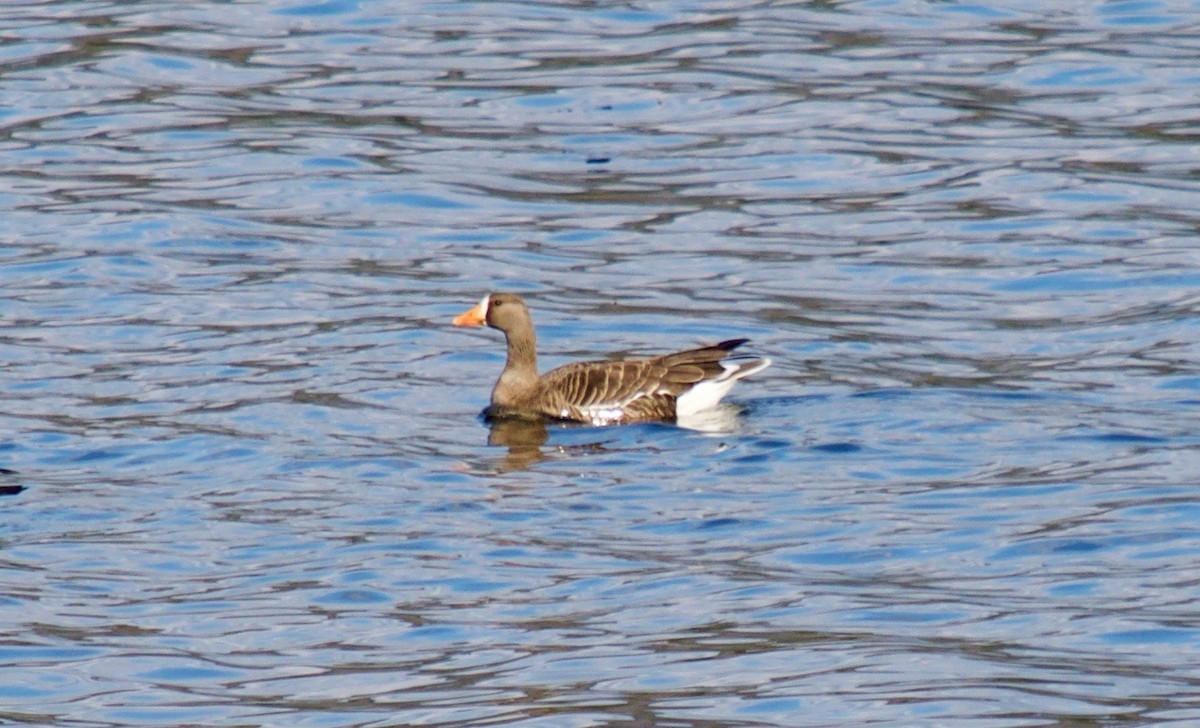 Greater White-fronted Goose - ML54299471