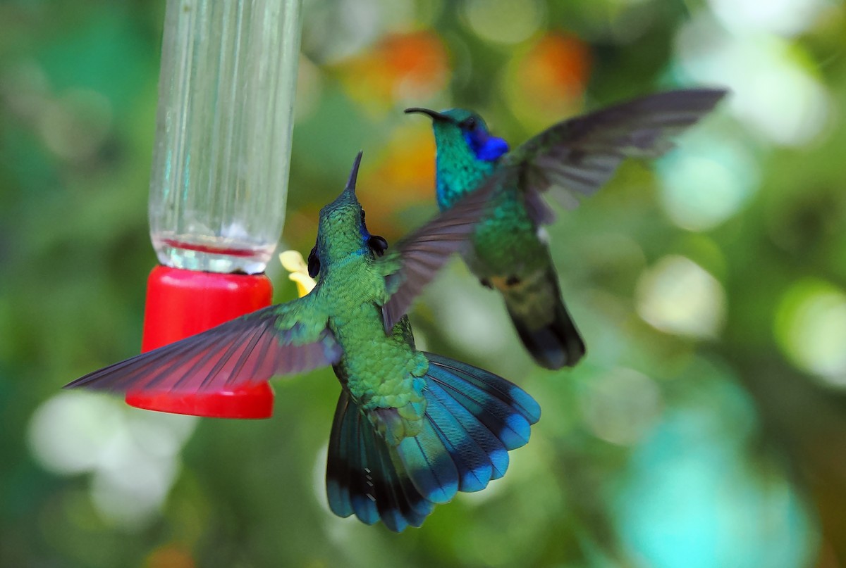 Lesser Violetear (Costa Rican) - Josep del Hoyo