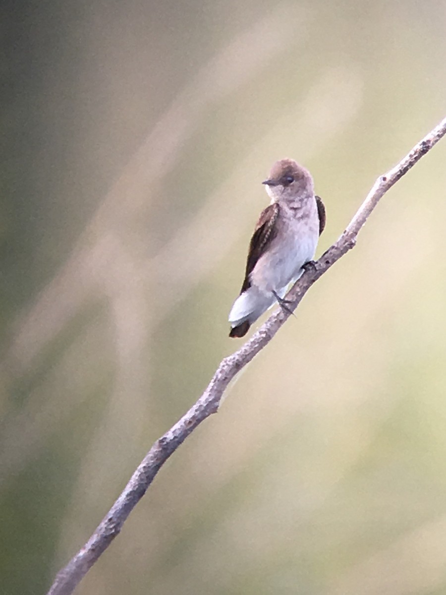 Northern Rough-winged Swallow - ML54299491