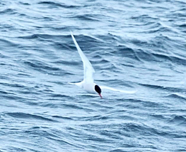 Antarctic Tern - ML542994991