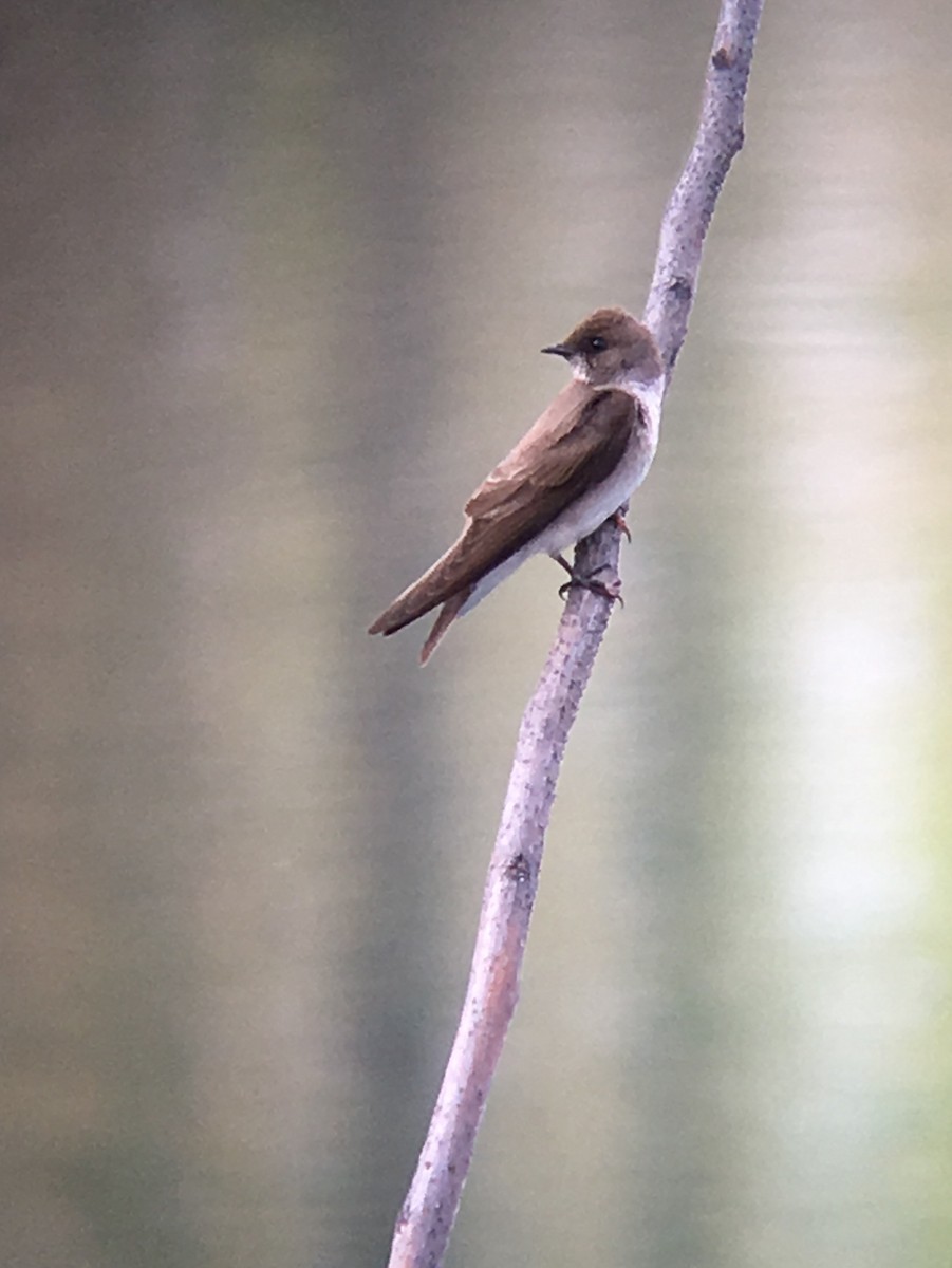 Northern Rough-winged Swallow - ML54299501
