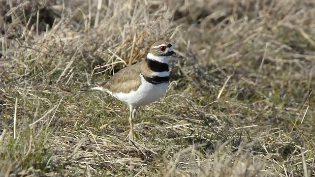 Killdeer - ML542995381