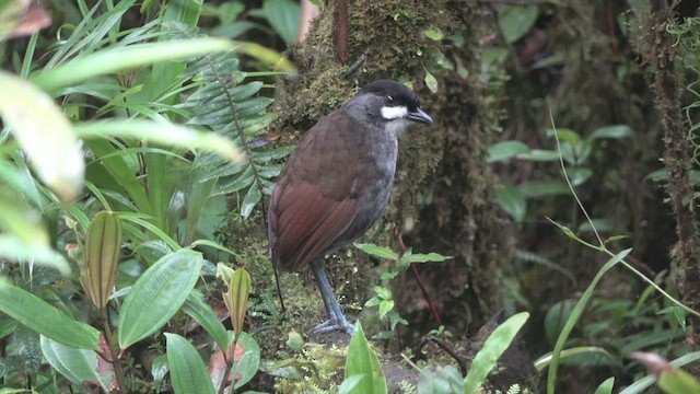 Tororoí Jocotoco - ML542995951