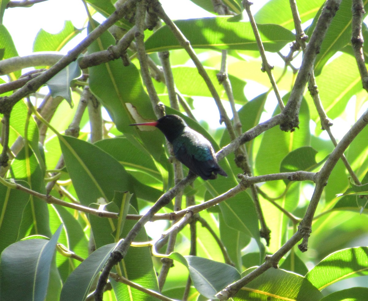 Glittering-bellied Emerald - ML542997151