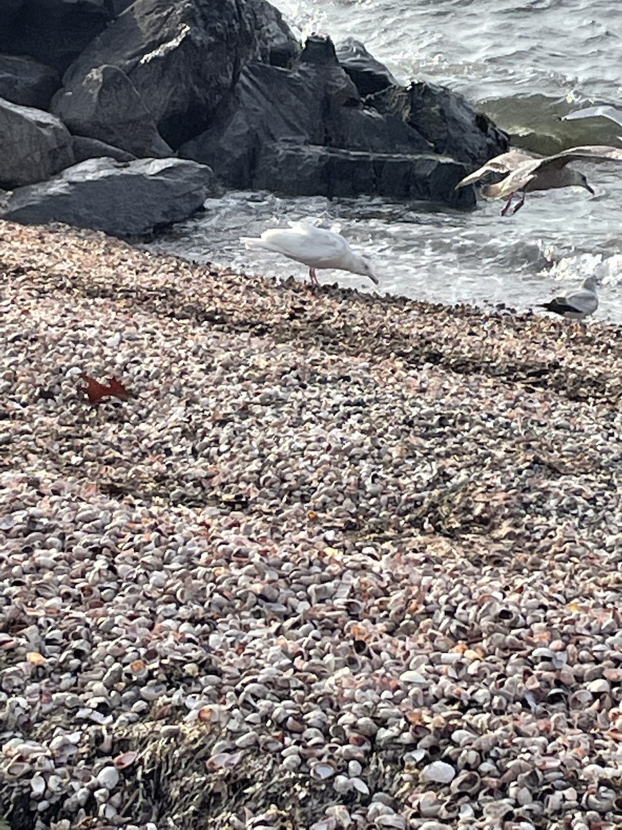 Glaucous Gull - ML542997691