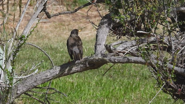 Merle austral (magellanicus/pembertoni) - ML542997981