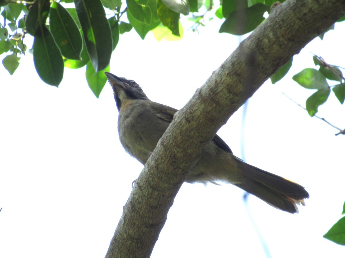 Buff-throated Saltator - ML542998031