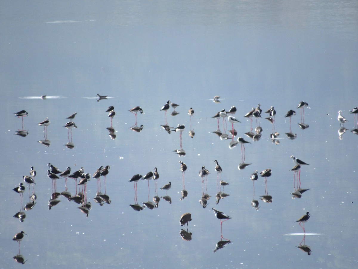 Black-necked Stilt - ML542998151