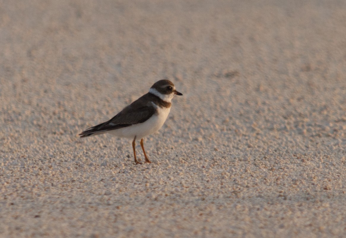 Semipalmated Plover - ML542998161