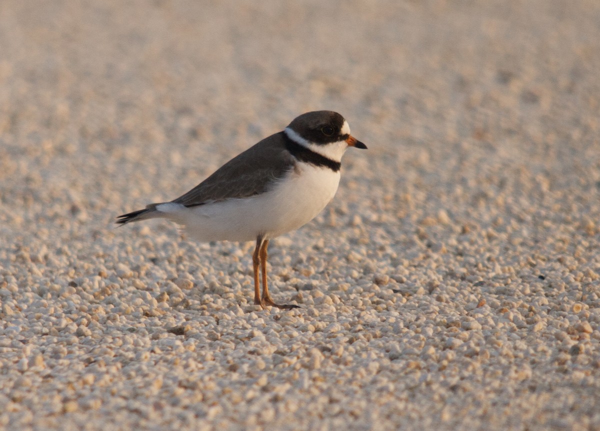 Semipalmated Plover - ML542998201