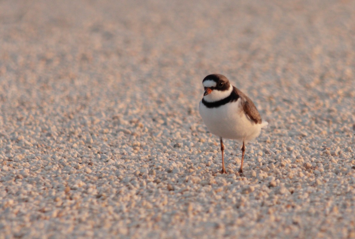 Semipalmated Plover - ML542998211