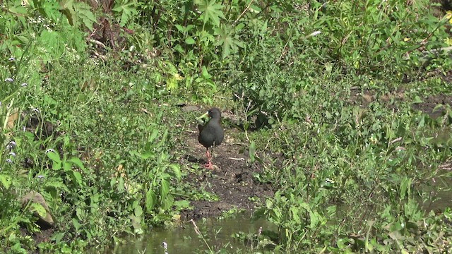 Plumbeous Rail - ML542999681