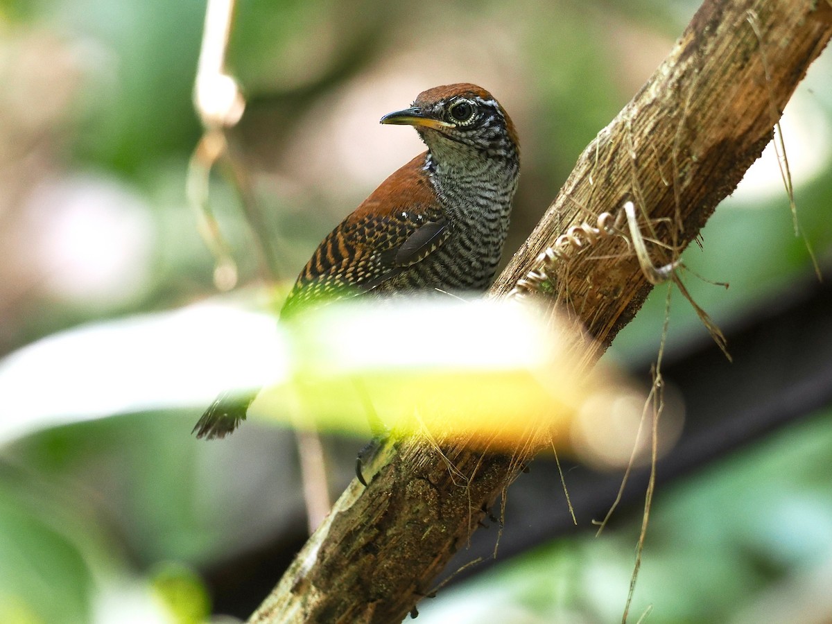 Riverside Wren - Gabriel Willow