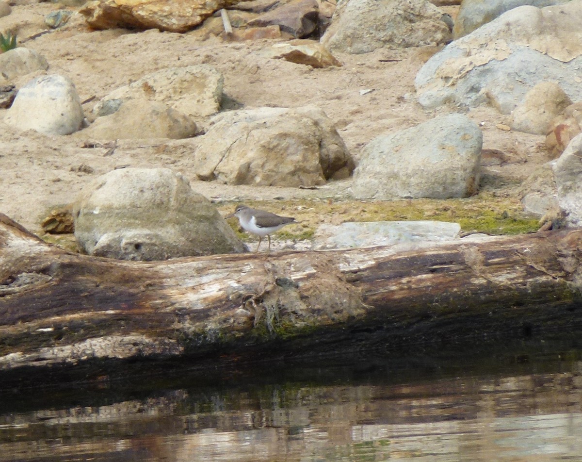 Spotted Sandpiper - ML54300131