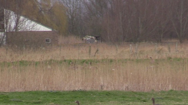 Short-eared Owl - ML543003661