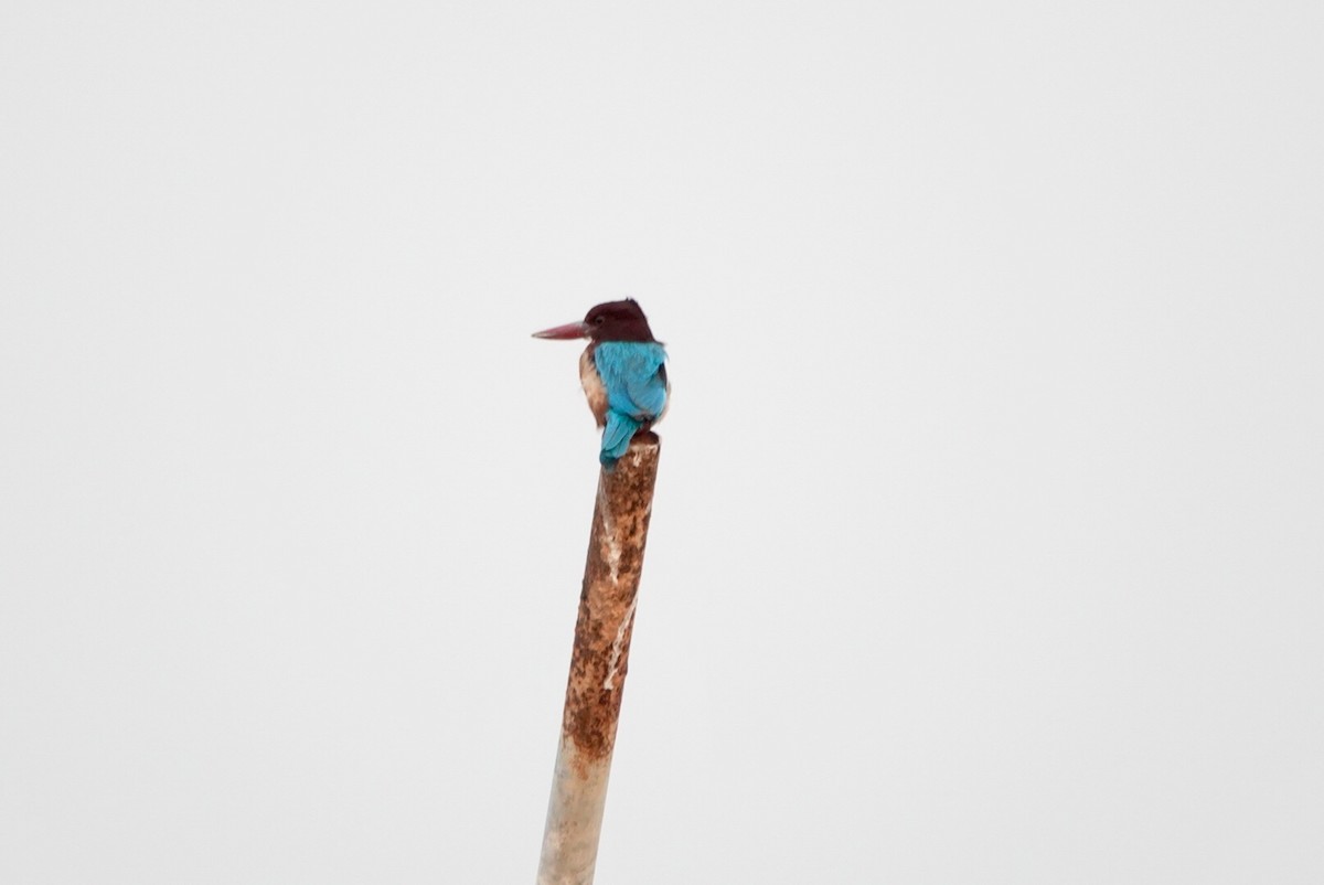 White-throated Kingfisher - ML543003861