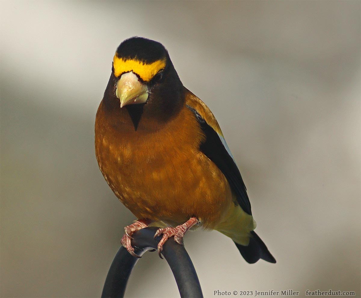 Evening Grosbeak - Anonymous