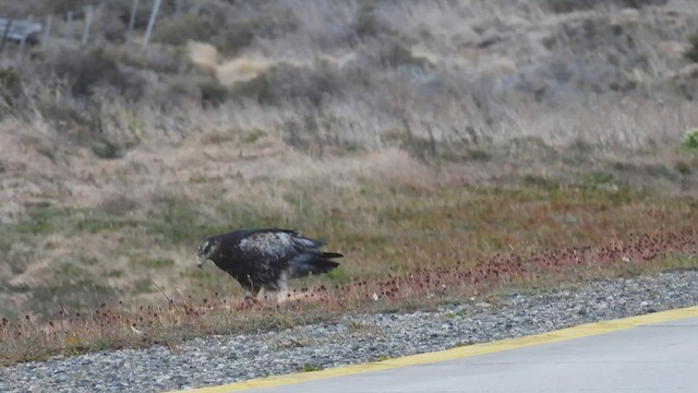 Black-chested Buzzard-Eagle - ML543005781