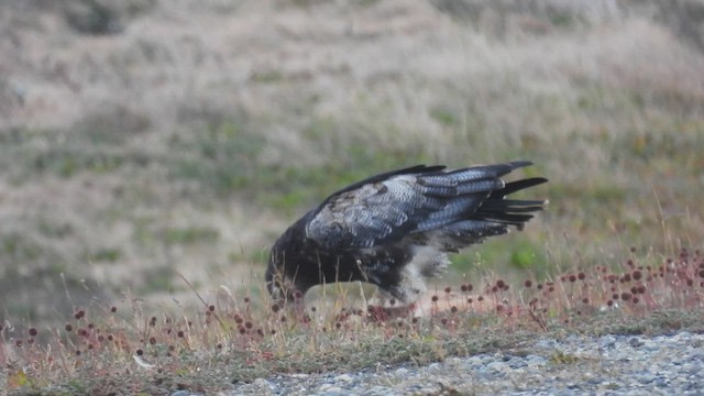 Black-chested Buzzard-Eagle - ML543005791