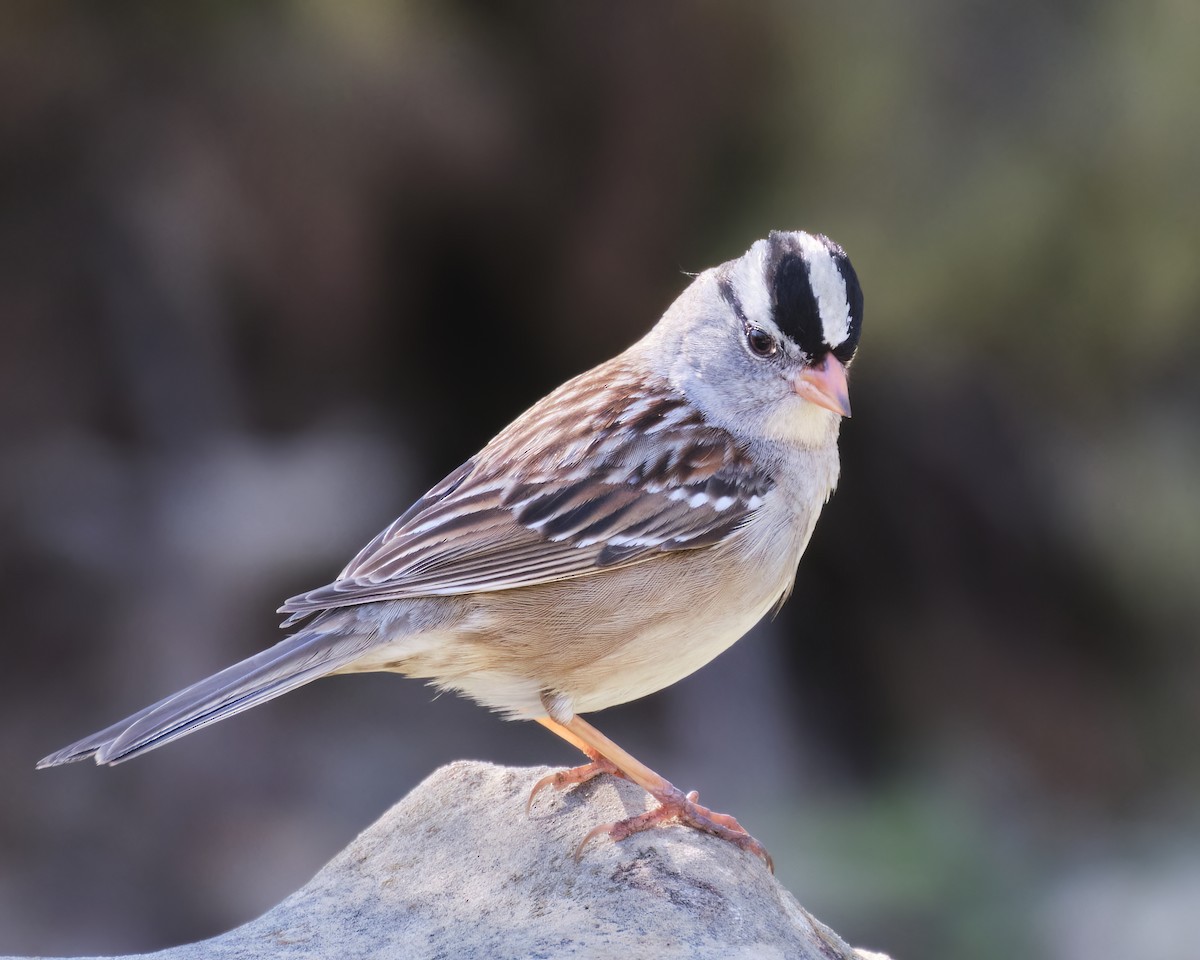 White-crowned Sparrow - ML543006001