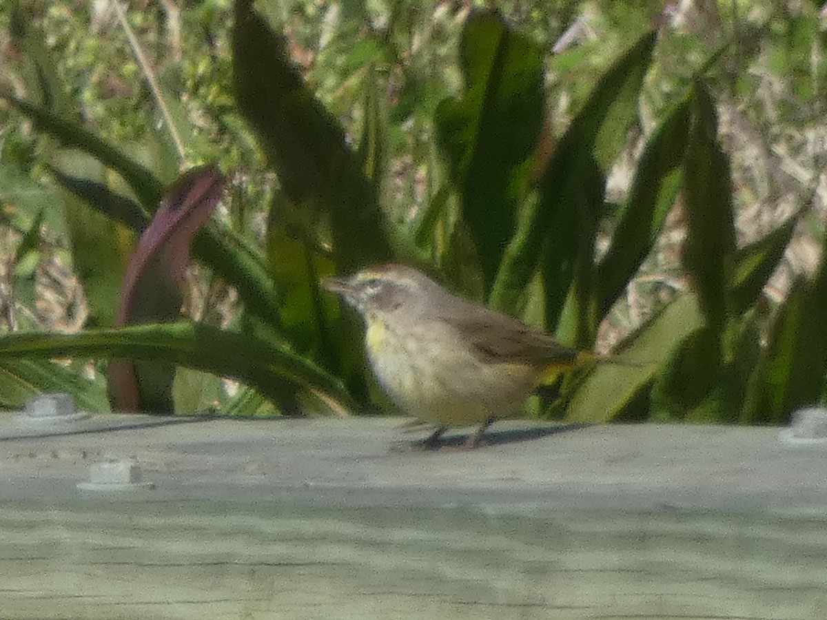 Palm Warbler - ML543007091