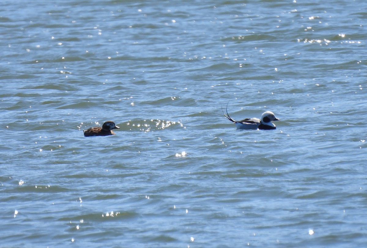 Long-tailed Duck - ML543007211