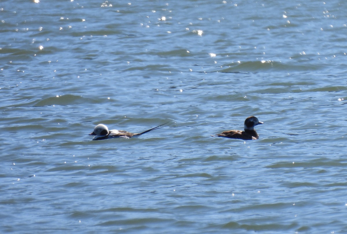 Long-tailed Duck - ML543007221