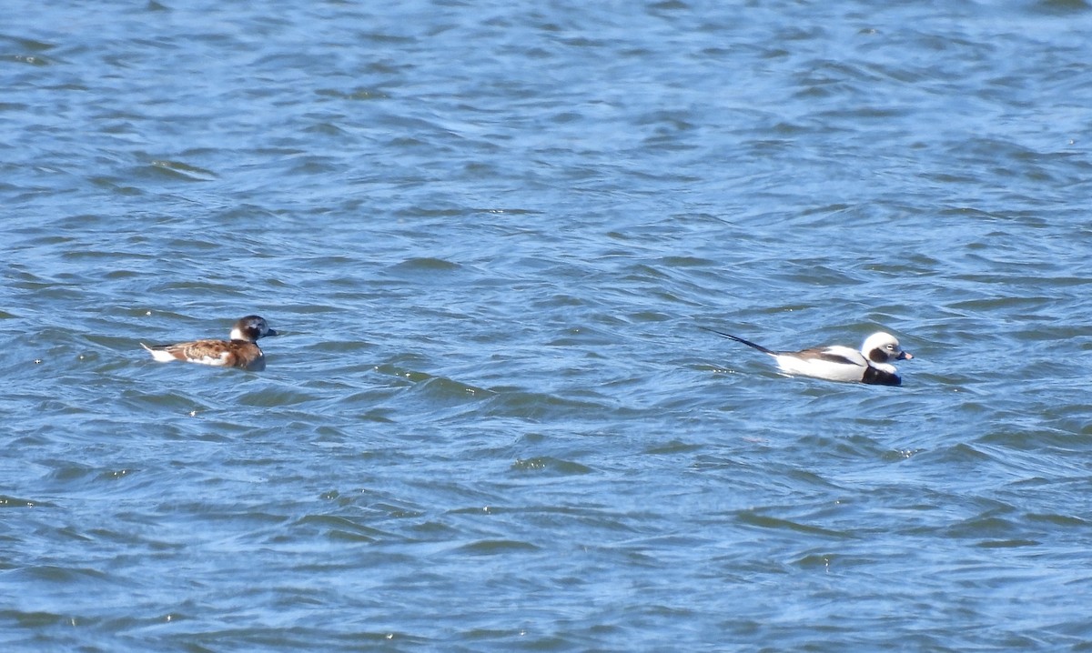 Long-tailed Duck - ML543007231