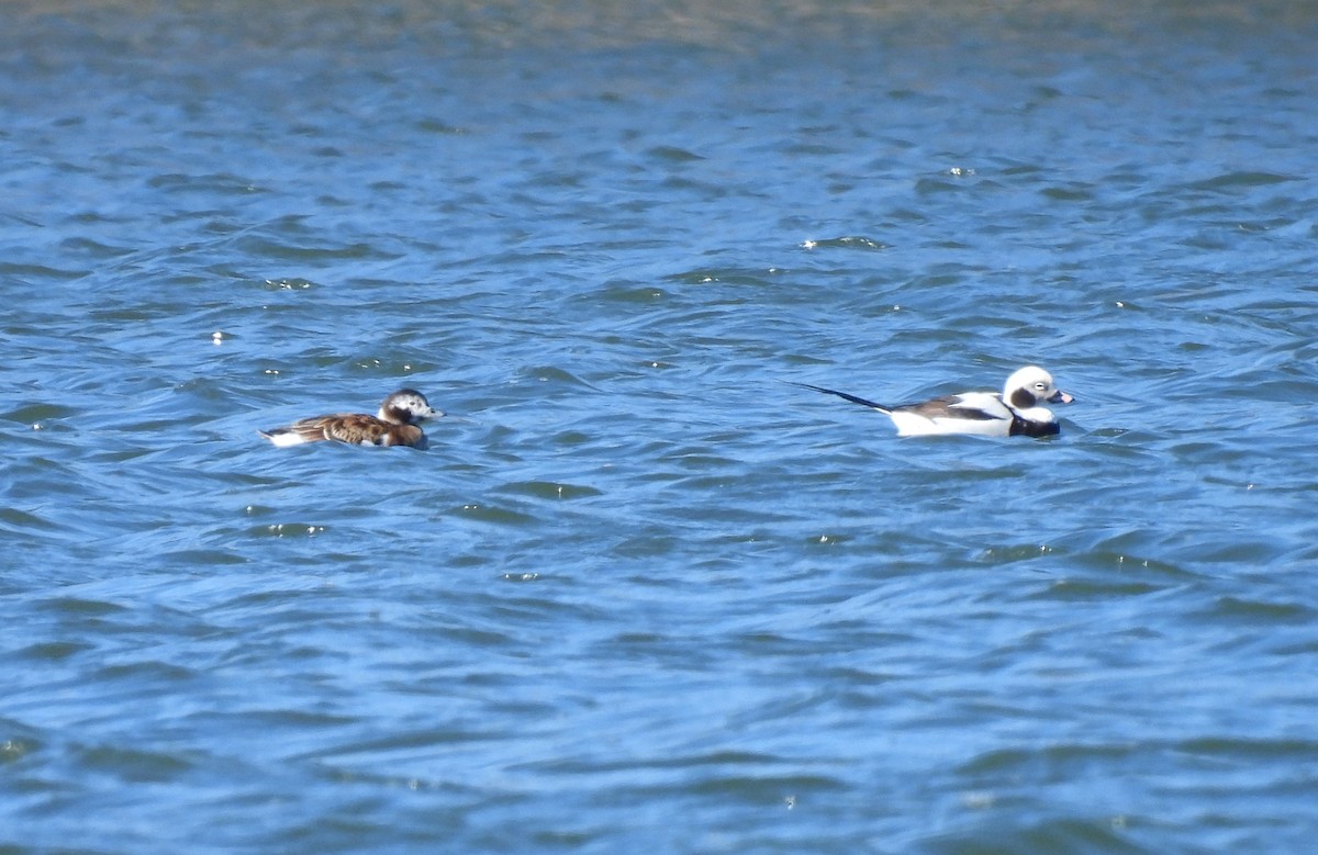 Long-tailed Duck - Brian Tinker