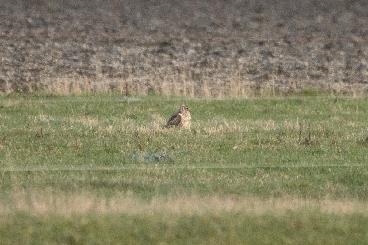 Hen Harrier - ML543009001