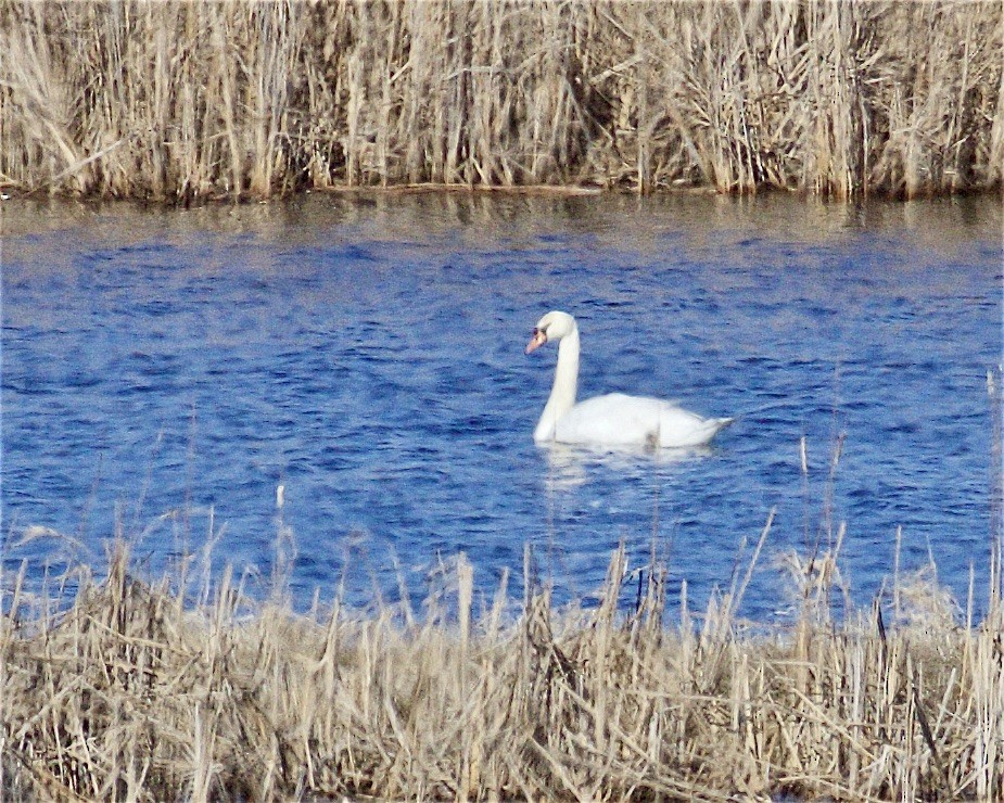 Mute Swan - ML543009601