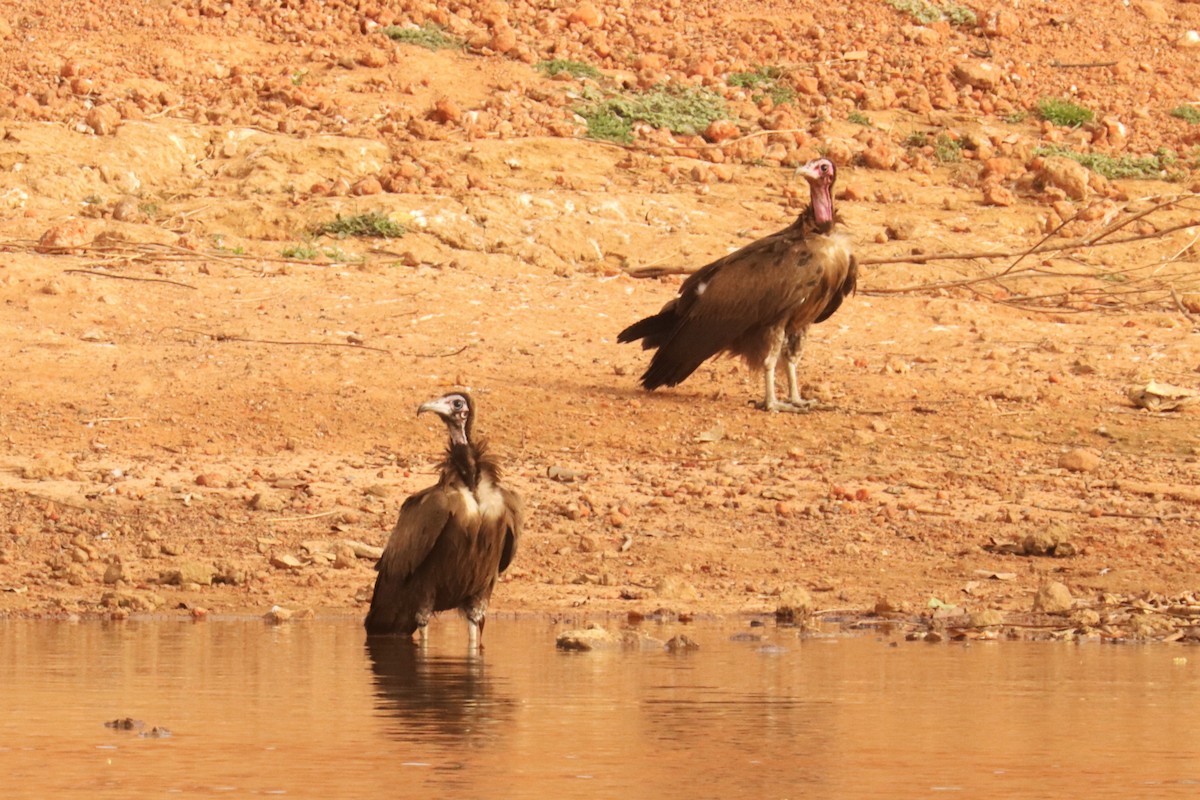 Hooded Vulture - ML543011551