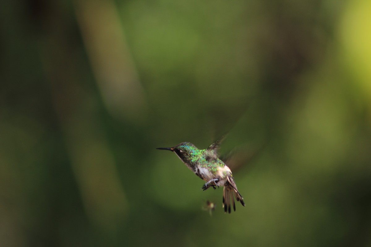 kolibřík pálkoocasý - ML54301211