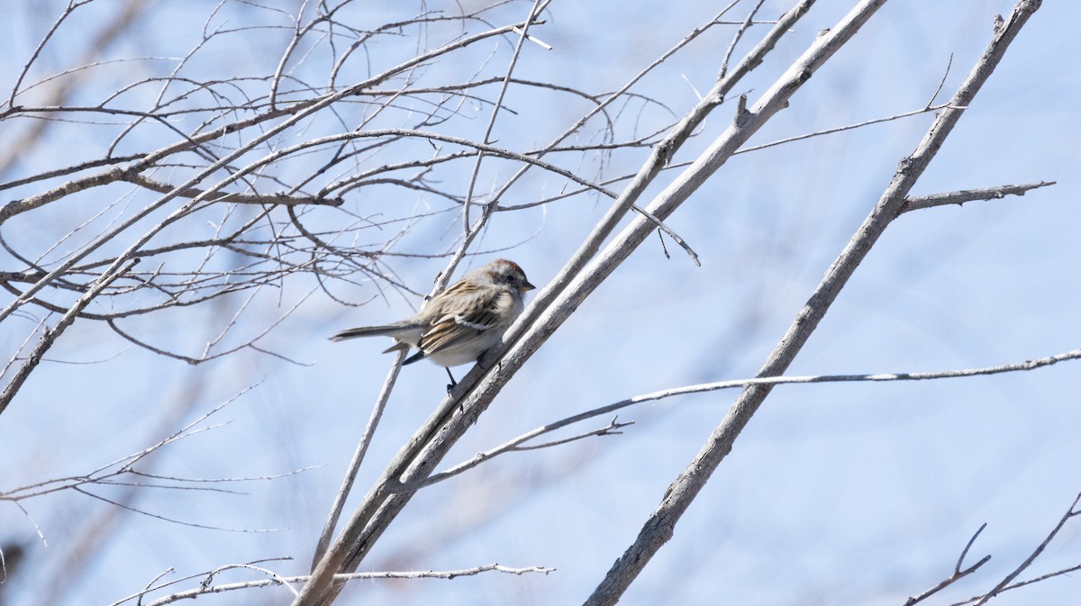 American Tree Sparrow - ML543012161