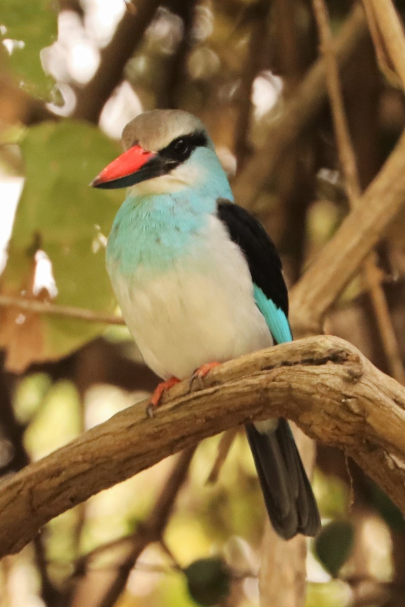 Martin-chasseur à poitrine bleue - ML543012481