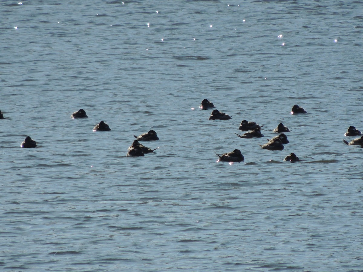 Ruddy Duck - ML543012611