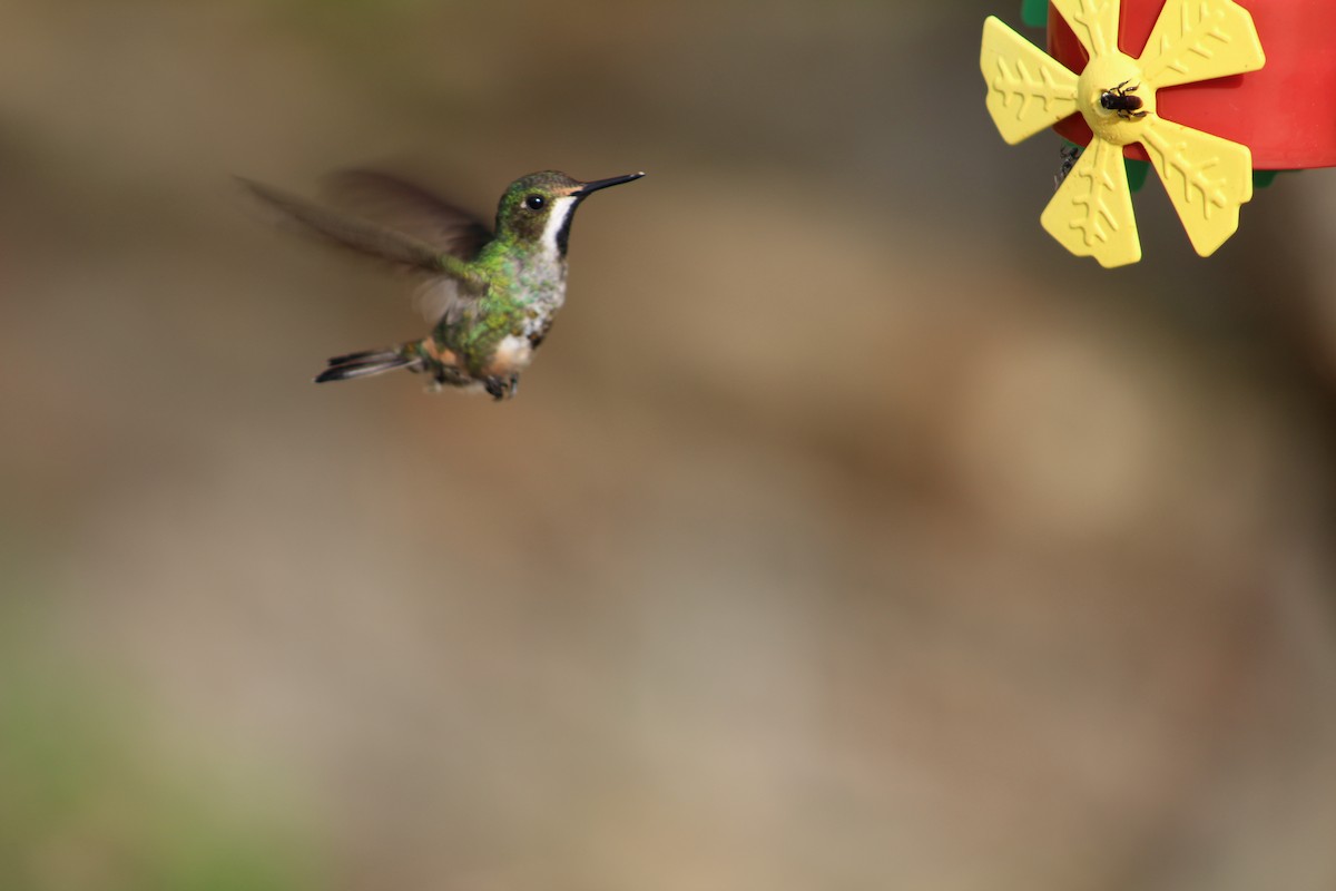 kolibřík pálkoocasý - ML54301301