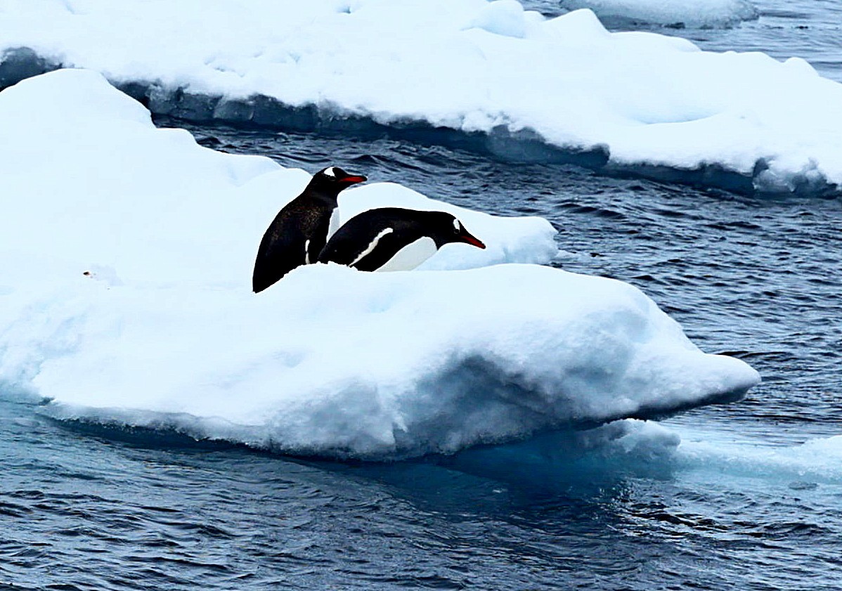 Gentoo Penguin - Maciej  Kotlarski