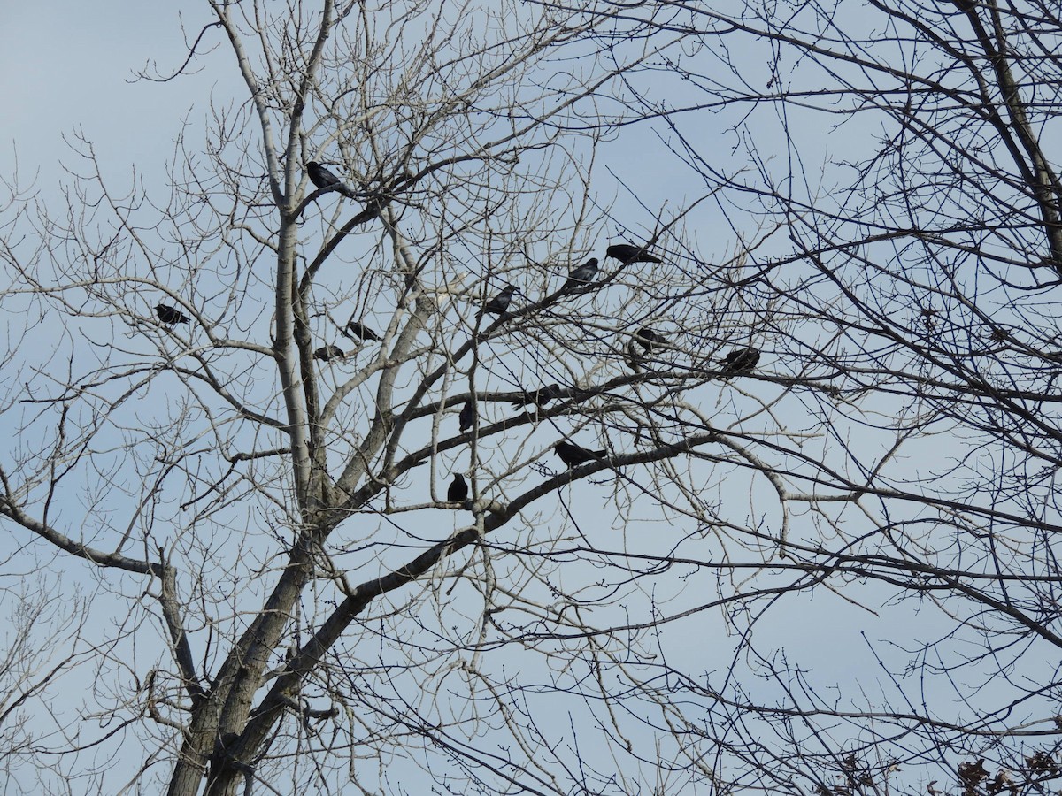 Fish Crow - ML543013371