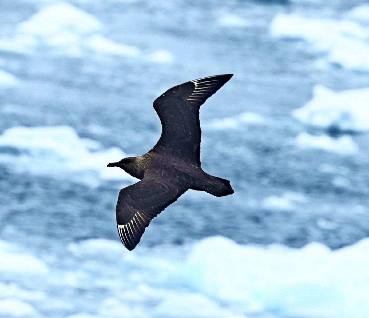 South Polar Skua - ML543014161